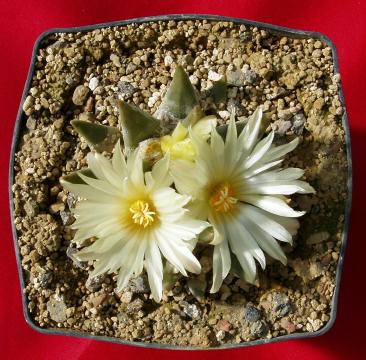 ariocarpus trigonus01