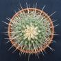 thelocactus lophothele02